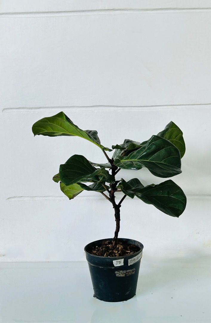 Fiddle Leaf Fig Tree ( Ficus Lyrata ), Furniture & Home Living ...
