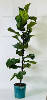 6ft, Fiddle Leaf Fig Tree ( Ficus Lyrata )