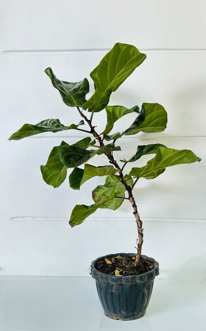 Fiddle Leaf Fig Tree ( Ficus Lyrata ), Furniture & Home Living ...
