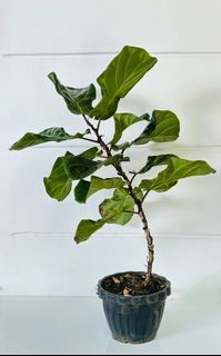 Fiddle Leaf Fig Tree ( Ficus Lyrata )