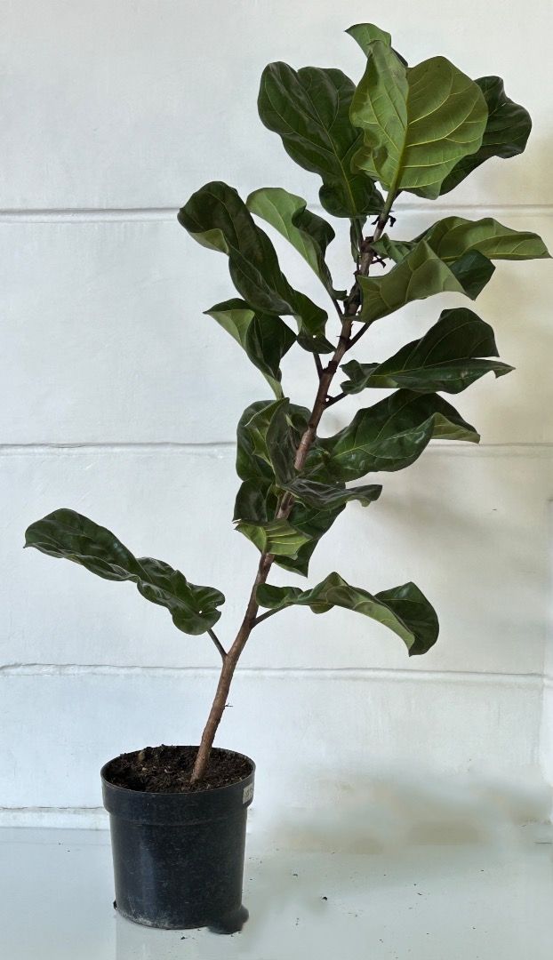 Fiddle Leaf Fig Tree ( Ficus Lyrata ), Furniture & Home Living ...