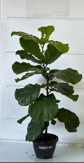 Fiddle Leaf Fig Tree ( Ficus Lyrata )