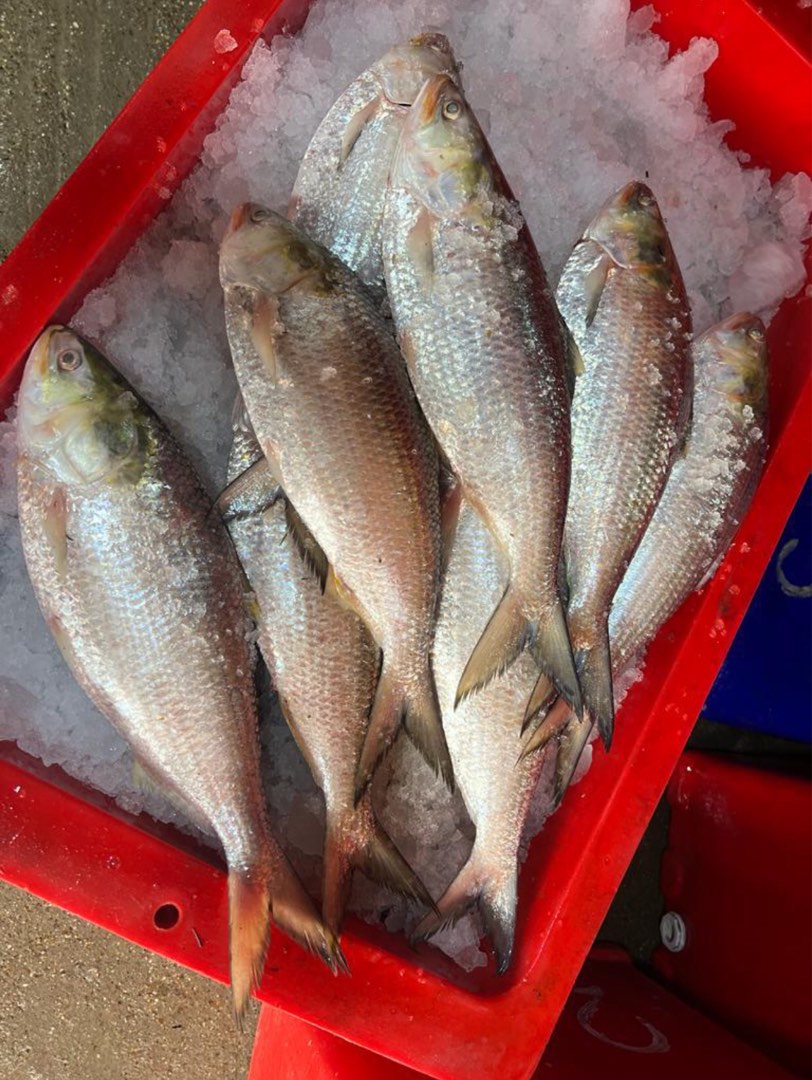 Hilsa fish, Food & Drinks, Fresh Produce on Carousell