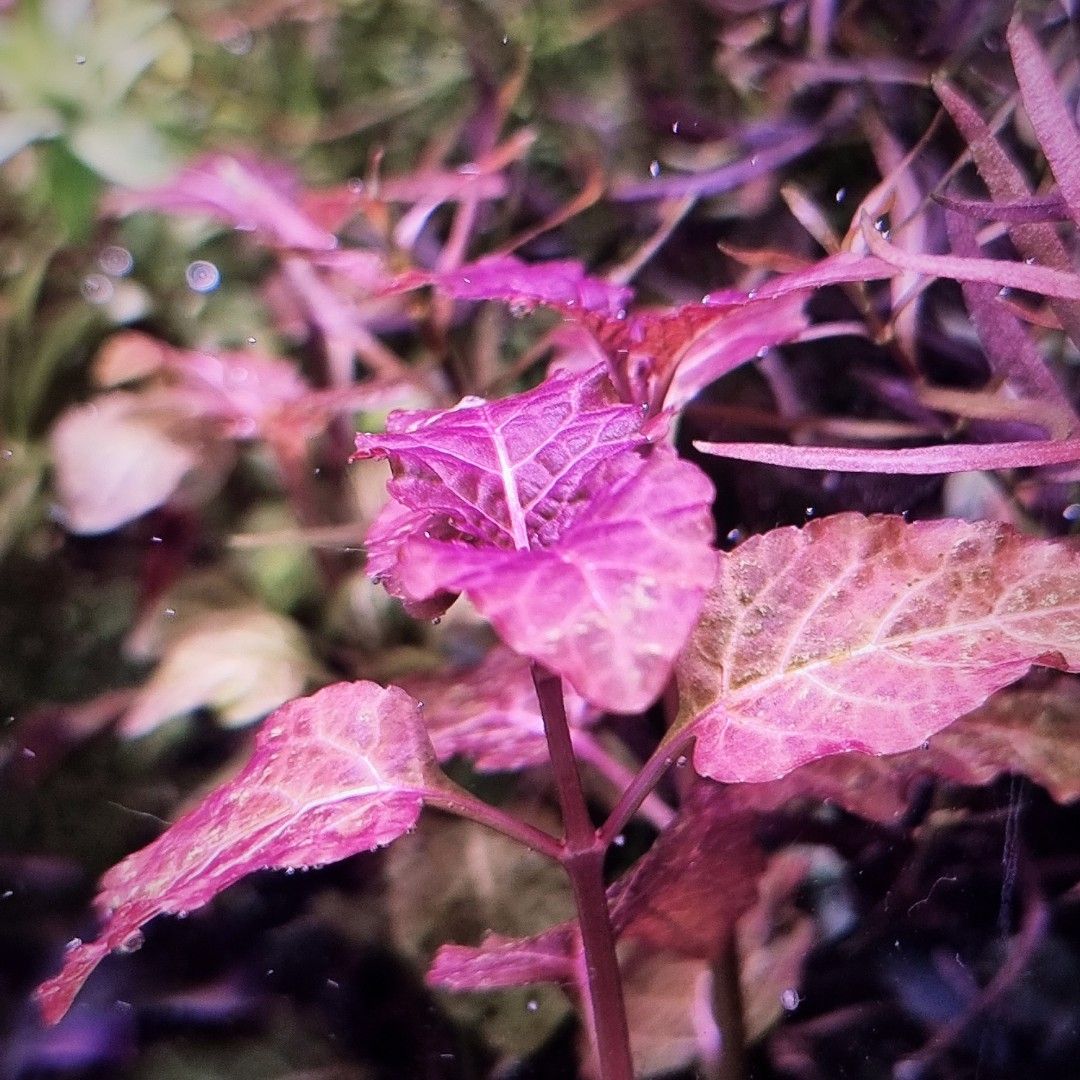 Hyptis Lorentziana, Furniture & Home Living, Gardening, Plants & Seeds ...