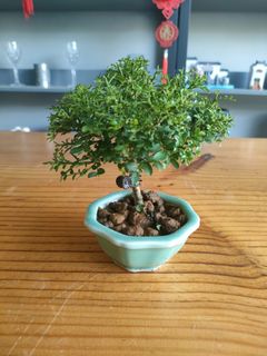 (Category: ) located in . Submitted by hongmeiliu06 (Listing ID 1263728126, Image 1). Description: .