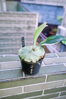 （分類：）位於 。 由 lark0201 提交（商品編號 1263811958，圖片 1）。簡介： 。