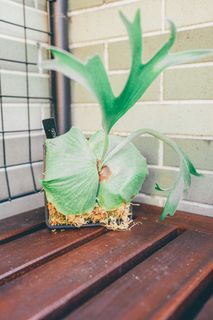 （分類：）位於 。 由 lark0201 提交（商品編號 1263799749，圖片 1）。簡介： 。