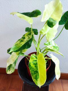 Philodendron Burle Marx Variegated