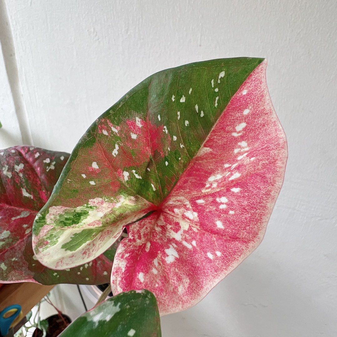 caladium/ variegated plant, Furniture & Home Living, Gardening, Plants ...