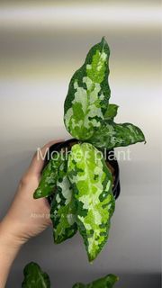 Aglaonema Pictum tricolor 迷彩粗肋草