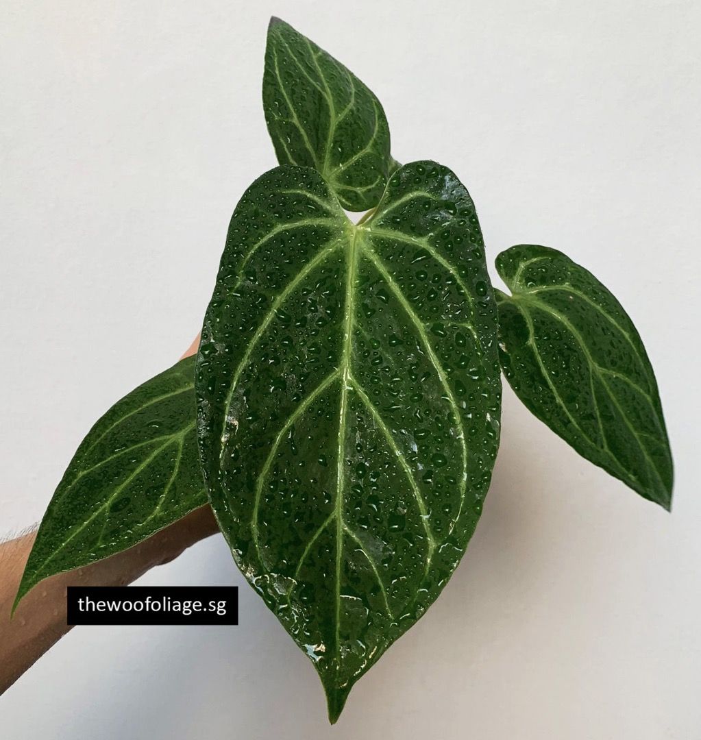 Anthurium King Of Spades x Papillilaminum, Furniture & Home Living, Gardening, Plants & Seeds on