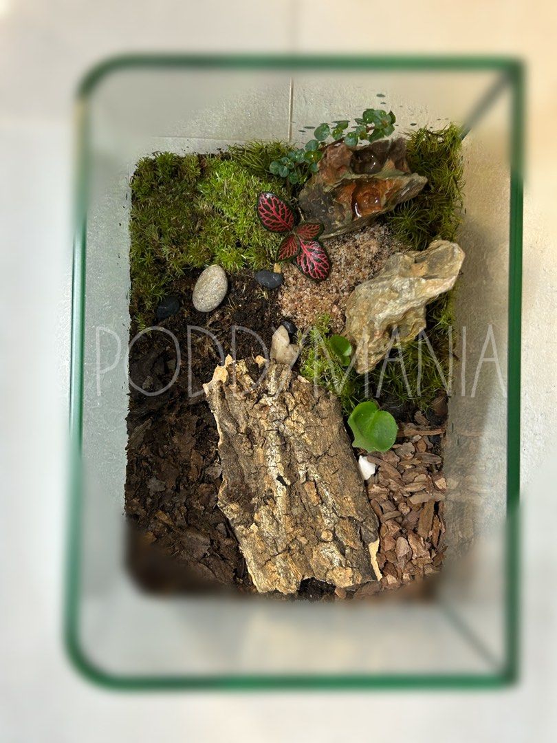 BioActive desktop Terrarium/Vivarium/isopod enclosure, Pet Supplies