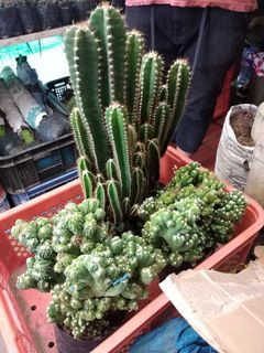 Cactus & succulents