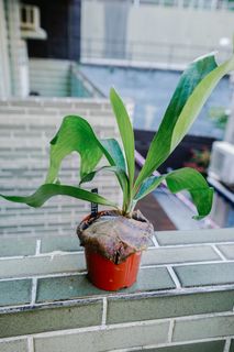 （分類：）位於 。 由 lark0201 提交（商品編號 1264070545，圖片 1）。簡介： 。