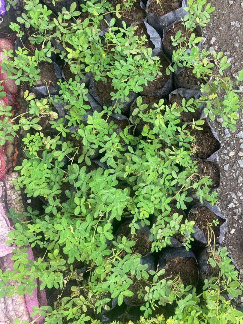 Peanut grass (Category: Plants & Seeds) located in Paranaque City. Submitted by plants_sale (Listing ID 1264035356, Image 2). Description: .