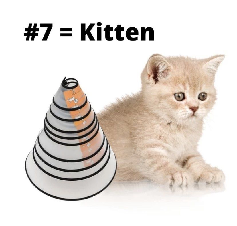 Cat in dog cone sales