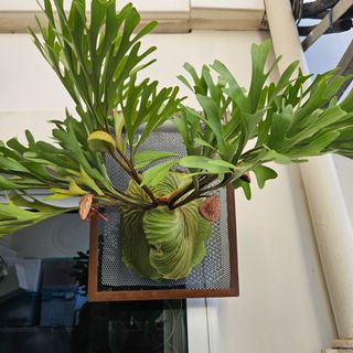 (Category: ) located in . Submitted by imon.leaves (Listing ID 1263894627, Image 1). Description: .