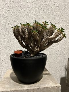 Rare caudex from Madagascar Euphorbia Guillauminiana 鬼切阁