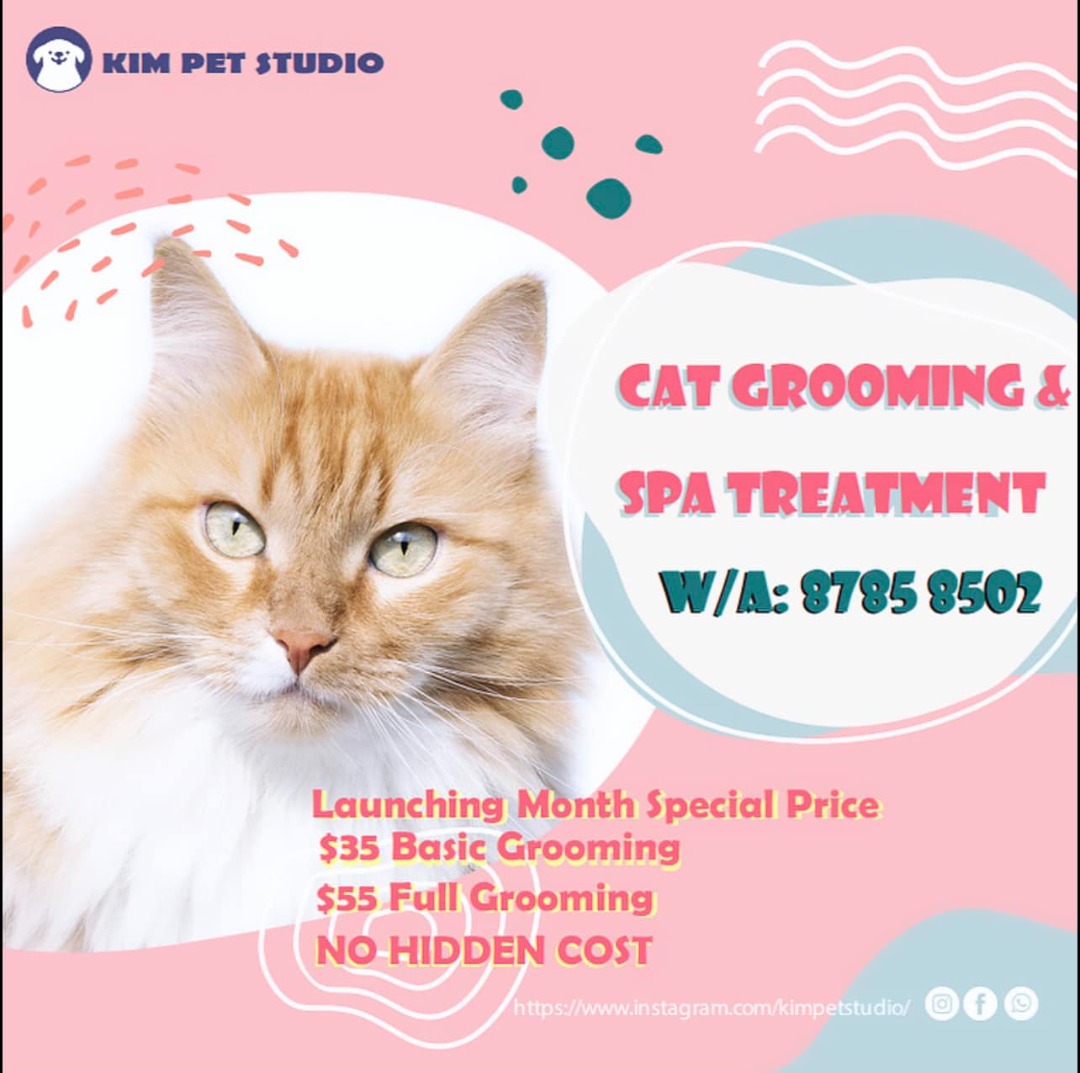 35 Cat Grooming Service, Lifestyle Services, Pet Care Services on Carousell