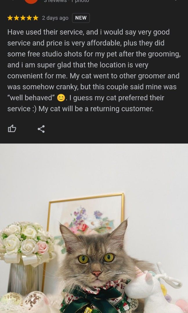 35 Cat Grooming Service, Lifestyle Services, Pet Care Services on