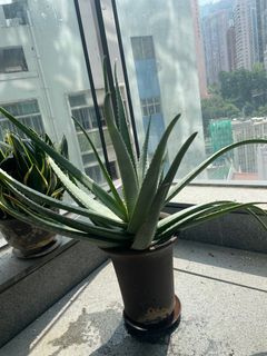 （分類：）位於 。 由 spring2024 提交（商品編號 1264153875，圖片 1）。簡介： 。