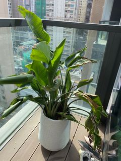 （分類：）位於 。 由 sellingideas 提交（商品編號 1264191308，圖片 1）。簡介： 。