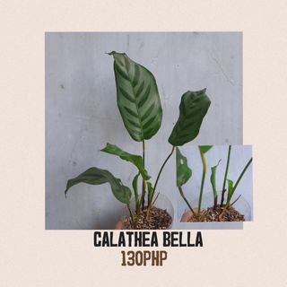 Calathea Bella