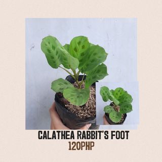 Calathea Rabbits Foot