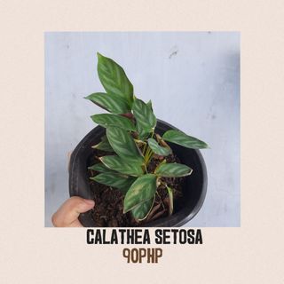 Calathea Setosa