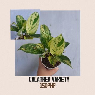 Calathea Variety