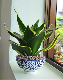 (Category: ) located in . Submitted by justgreens (Listing ID 1264248606, Image 1). Description: .