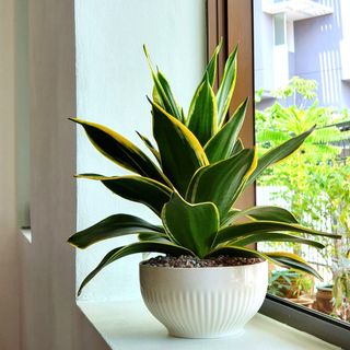 (Category: ) located in . Submitted by justgreens (Listing ID 1264251380, Image 1). Description: .