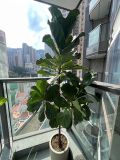 （分類：）位於 。 由 spring2024 提交（商品編號 1264153521，圖片 1）。簡介： 。