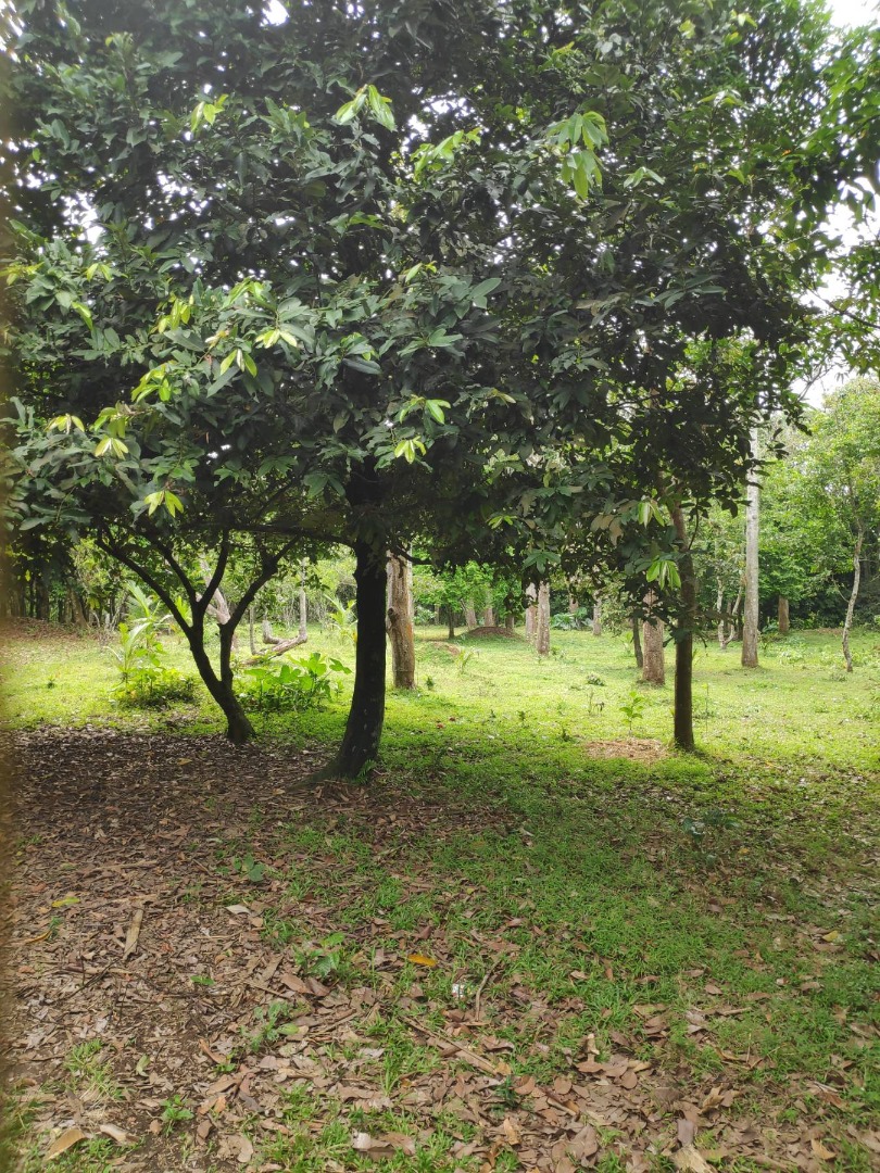 FOR SALE! 18,000 SQM Farm Lot In Magdalena Laguna, Property, For Sale