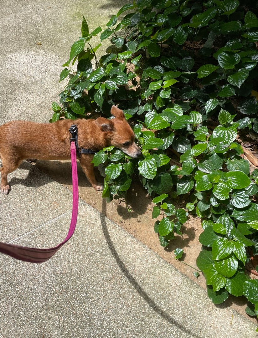 (Category: ) located in . Submitted by trina36 (Listing ID 1264099409, Image 1). Description: .