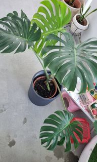 Large Monstera plant with brown plastic pot 27cm