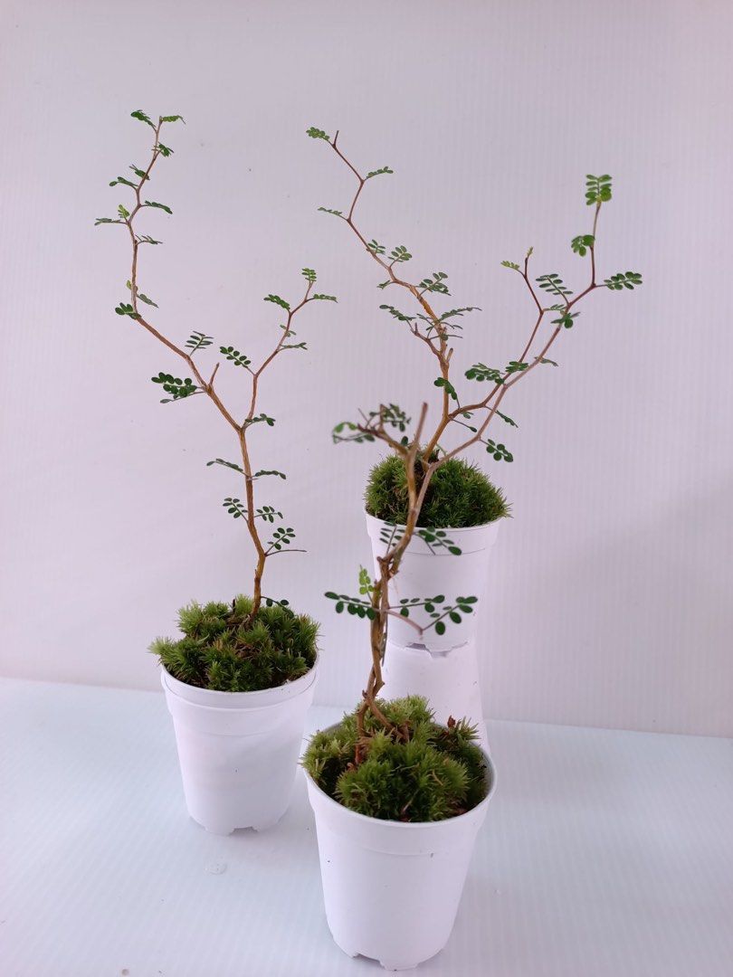 nanoblock bonsai Nanoblock Bonsai tree – Springer Hobbies main image 1
