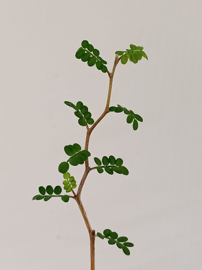 Mini Sophora Prostrata Bonsai, Furniture & Home Living, Gardening, Plants &  Seeds on Carousell