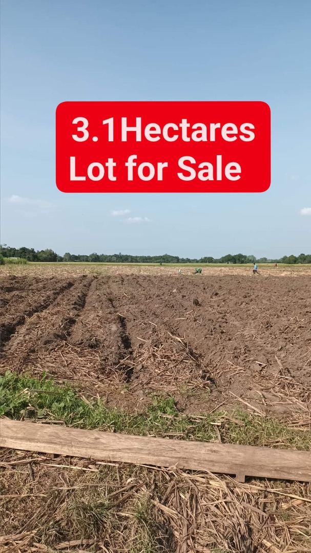 3.1Hectares Agricultural Lot for Sale, Property, For Sale, Lot on Carousell