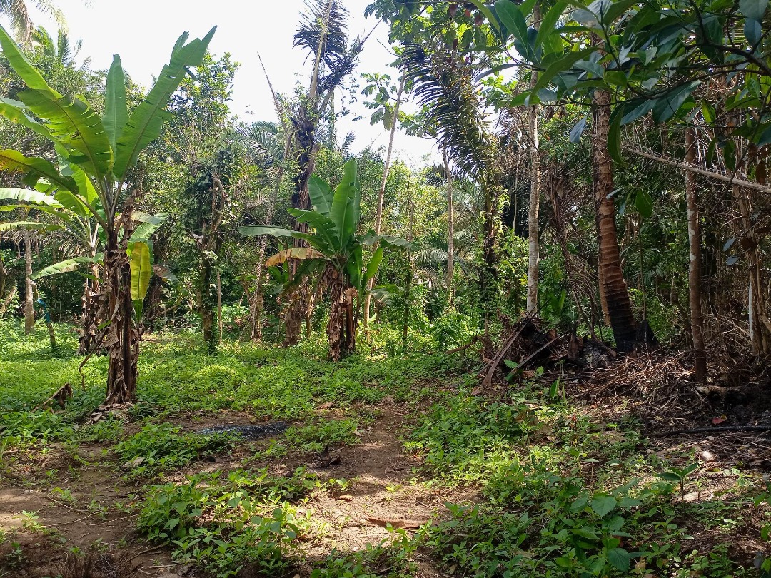 Agricultural farm lot for sale with fruits bearing, Property, For Sale