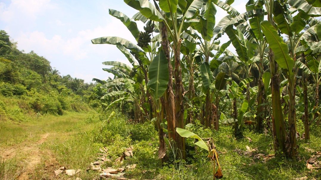 500/SQMATIMONAN QUEZON LOT 4 SALE. 28100 SQM, Property, For Sale, Lot