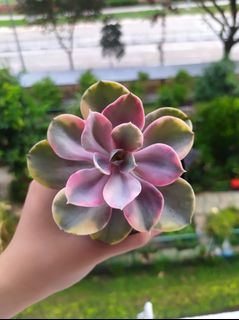 [COLLECTOR'S SPECIMEN] Echeveria 'Rainbow' Variegated Perle Von Numberg Succulent Cactus Rare Exotic Plant