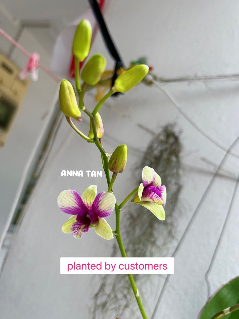 Easy dendrobiums, Furniture & Home Living, Gardening, Pots & Planters