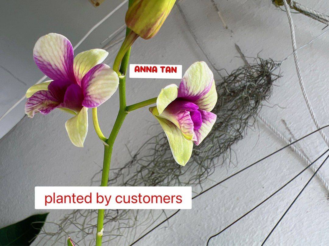 Easy dendrobiums, Furniture & Home Living, Gardening, Pots & Planters