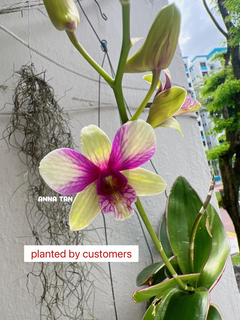 Easy dendrobiums, Furniture & Home Living, Gardening, Pots & Planters