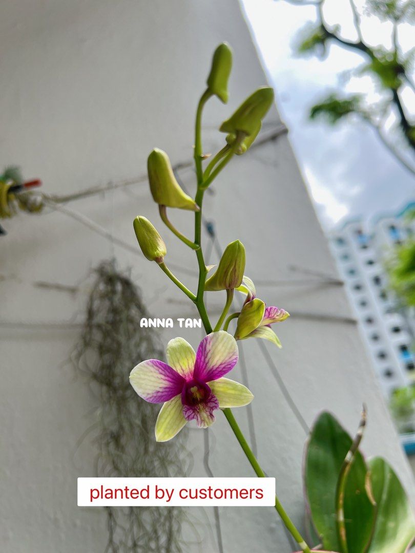 Easy dendrobiums, Furniture & Home Living, Gardening, Pots & Planters