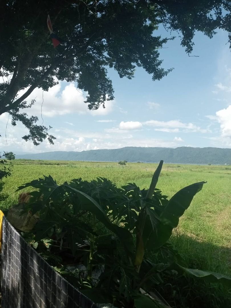 FOR SALE! 60,485sqm / 6 Hectares Farm Lot at Brgy Wawa, Lumban Laguna, Property, For Sale, Lot