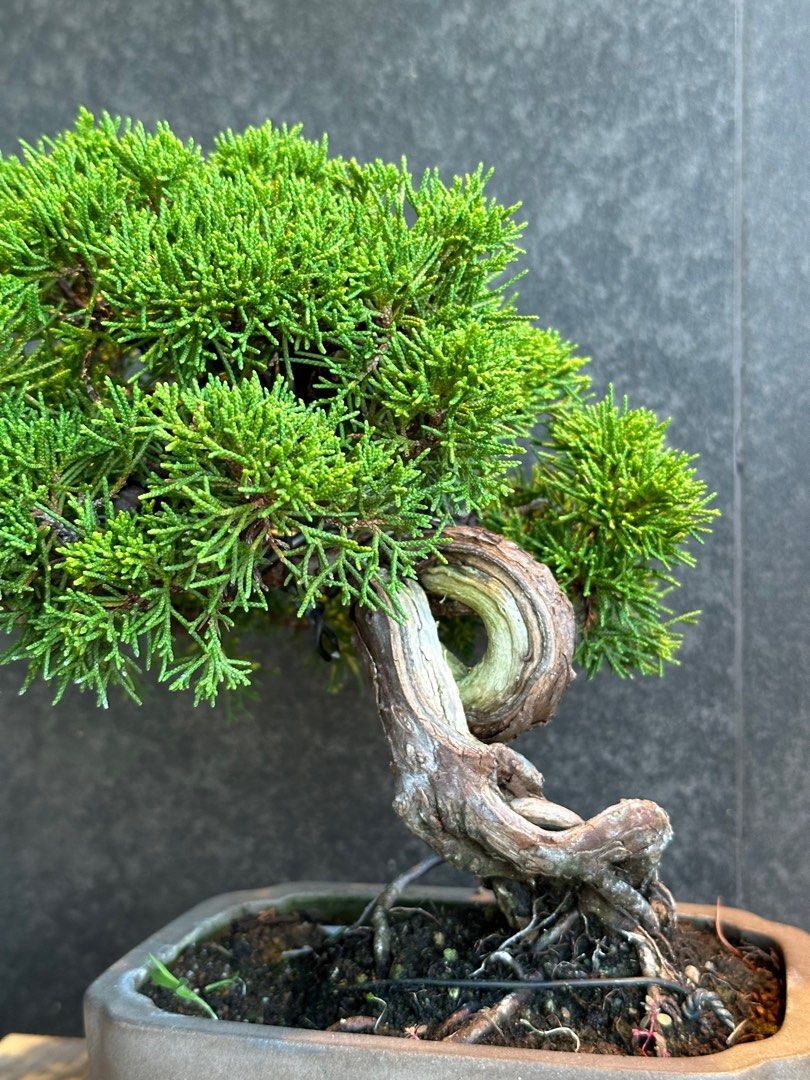 樹高27cm「曲線美」糸魚川真柏　真柏盆栽　BONSAI