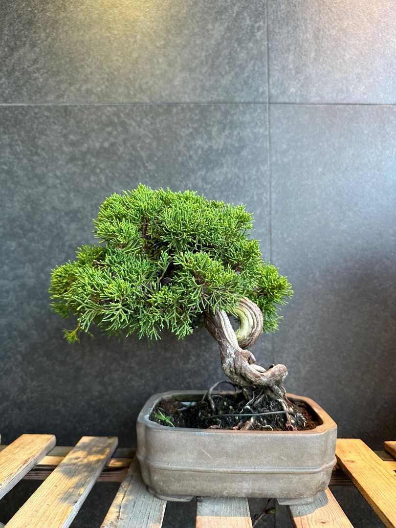 日本🇯🇵糸魚川真柏Japanese Itoigawa Shimpaku ｜植物盆景盆栽bonsai