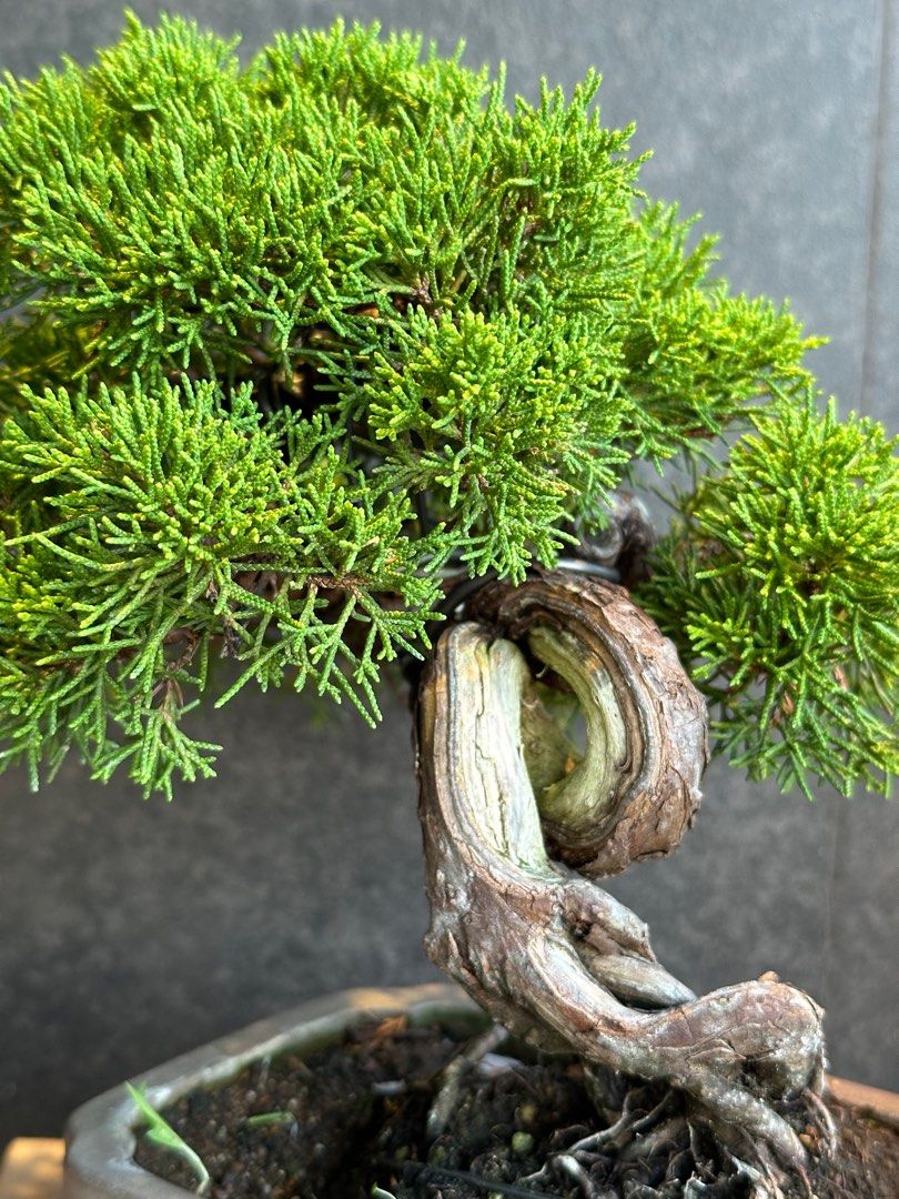 日本🇯🇵糸魚川真柏Japanese Itoigawa Shimpaku ｜植物盆景盆栽bonsai
